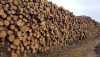 Проведення онлайн-аукціонів та ціна деревини в Україні